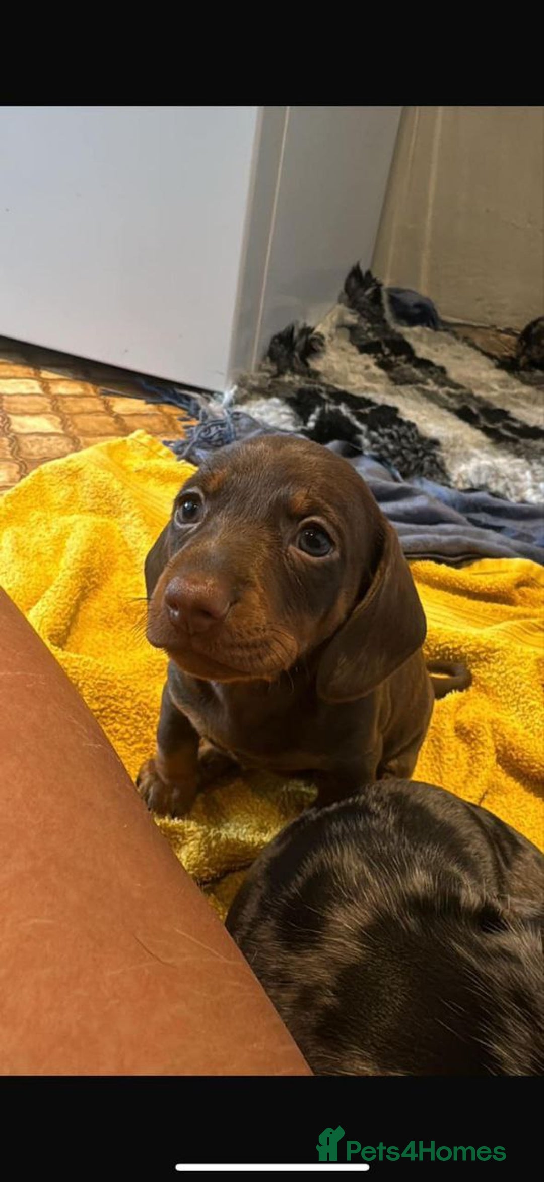 Miniature Dachshund dogs for sale: Beautiful Miniature Dachshund Puppies  - Advert 6