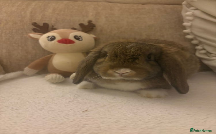 Mini Lop rabbits Mini lop bucks  - Advert 4