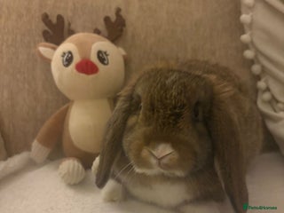 Mini Lop rabbits Mini lop bucks - Advert 5