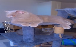 British Shorthair cats for sale: British short hair Cats - Advert 11