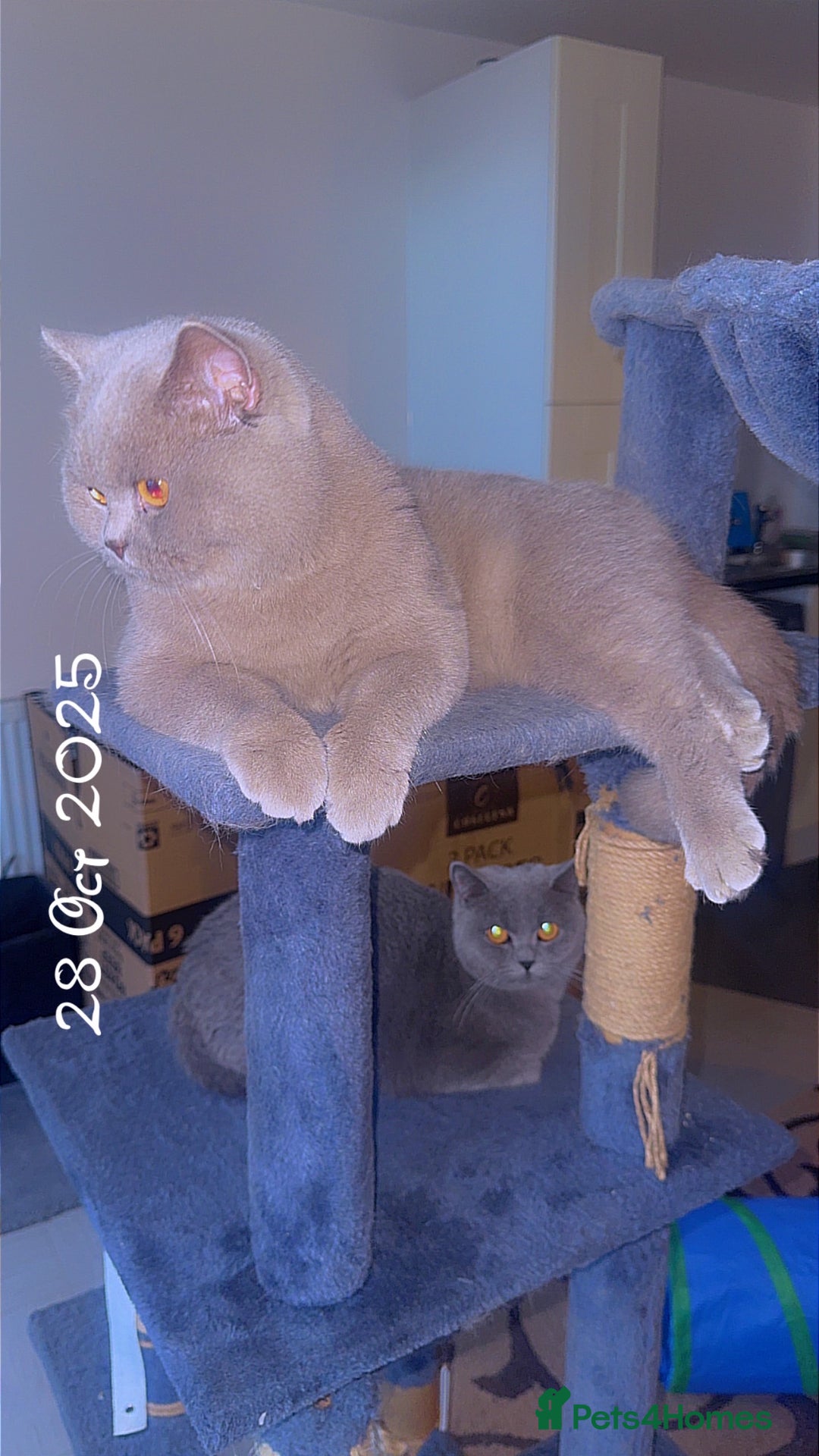 British Shorthair cats for sale: British short hair Cats - Advert 11