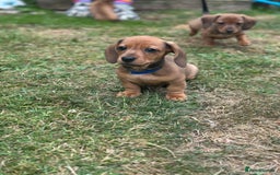 Dachshund dogs for sale: LAST Red Dapple Miniature Dachshund - Image 1