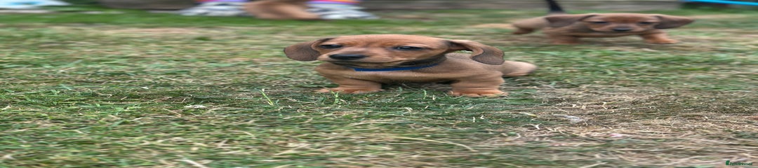 Dachshund Puppy 1