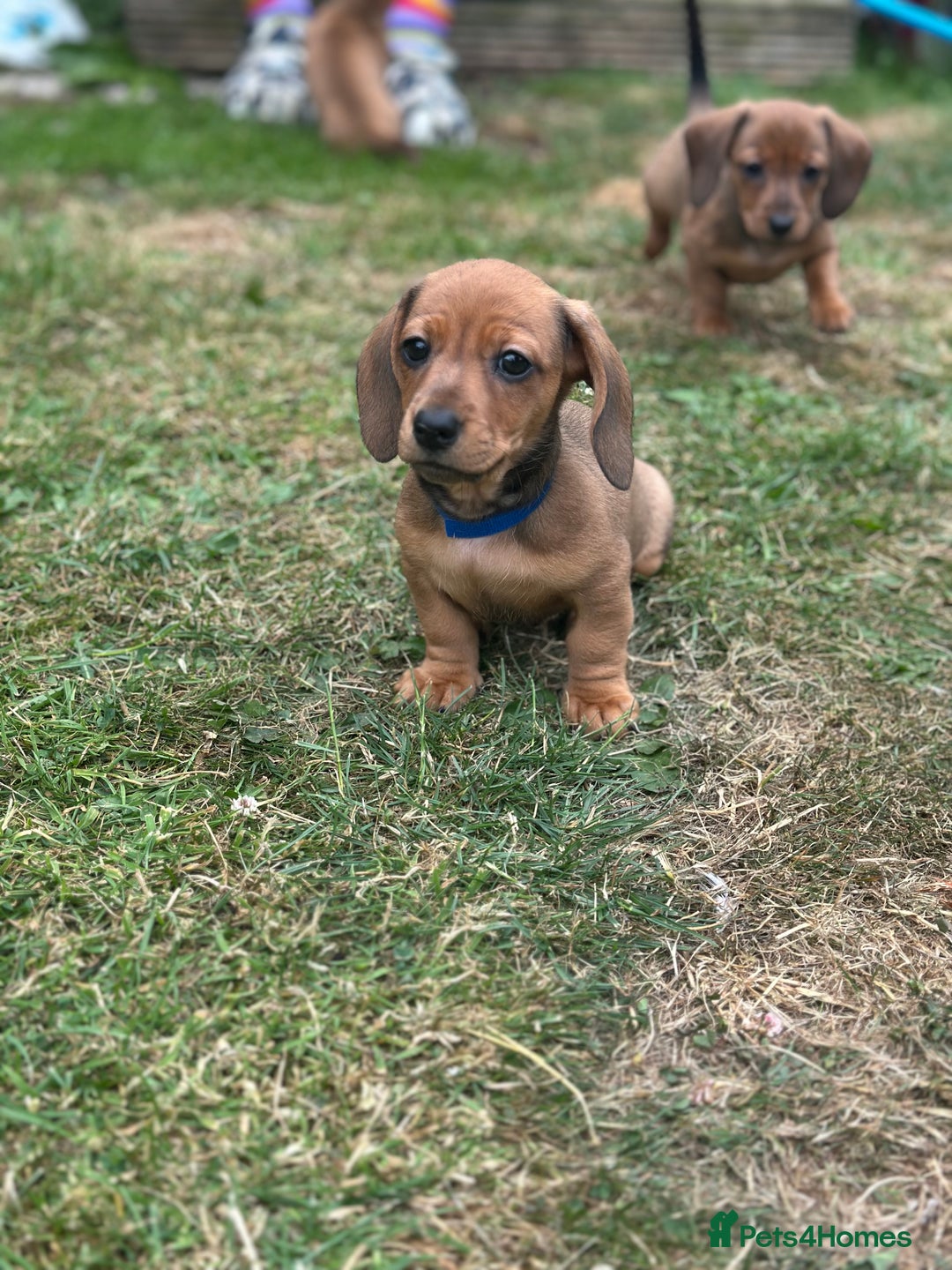 Dachshund dogs for sale: LAST Red Dapple Miniature Dachshund - Image 1