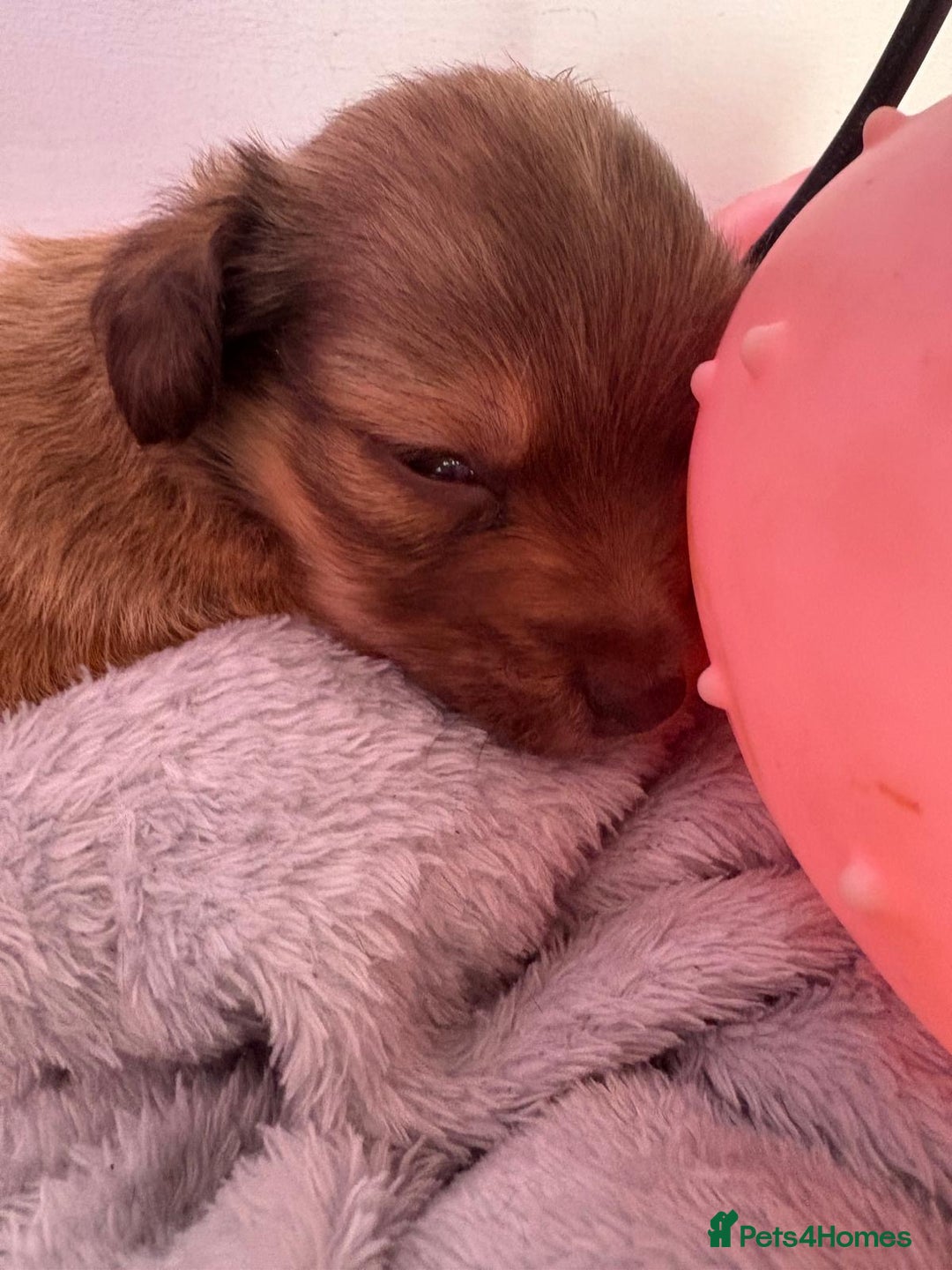 Mixed Breed dogs for sale: chihuahua mixed breed - Advert 8