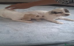 Cockapoo dogs for sale: Beautiful f1 cocker poo - Image 1