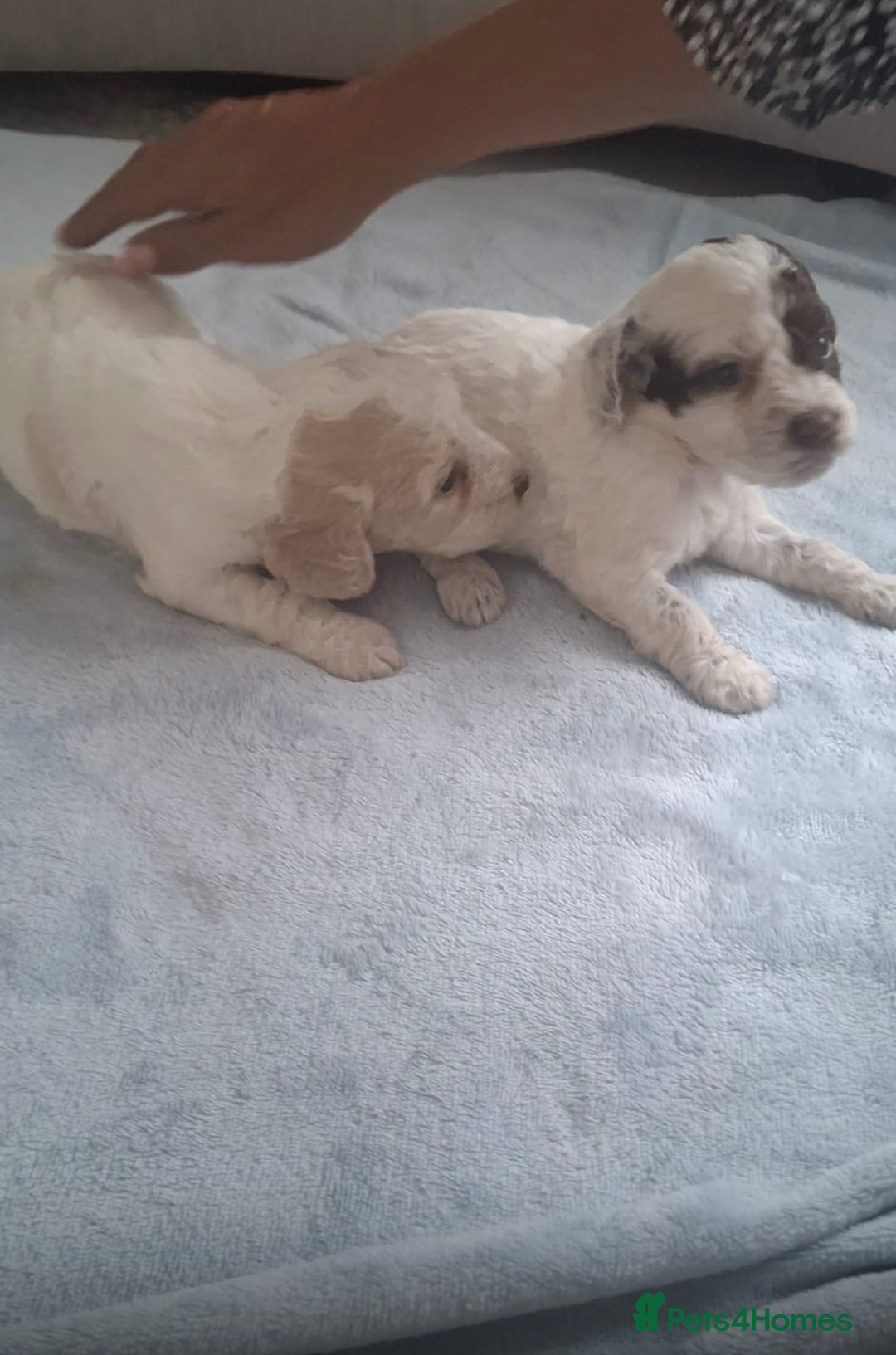 Cockapoo dogs for sale: Beautiful f1 cocker poo - Image 1