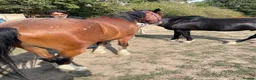Shire horses for sale: Shire in Pulborough - Advert 4