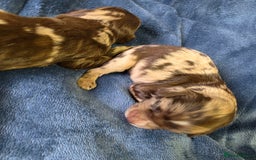 Cockapoo dogs for sale: Cockapoo puppies - Image 24