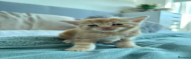 Mixed Breed Kitten 1
