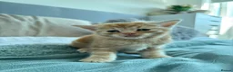Mixed Breed cats for sale: Lovely playful kittens - Advert 3