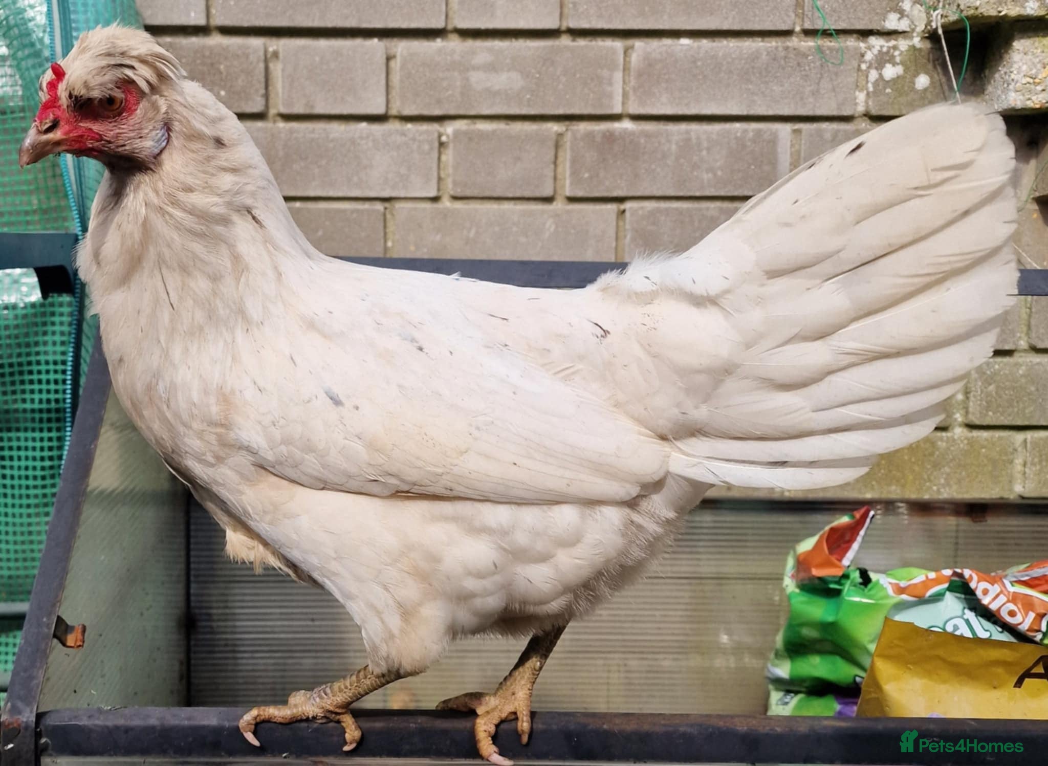 Chickens poultry Hybrid Blue Sapphire Chicken Female  - Advert 8