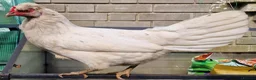 Chickens poultry for sale: Hybrid Blue Sapphire Chicken Female  - Advert 1