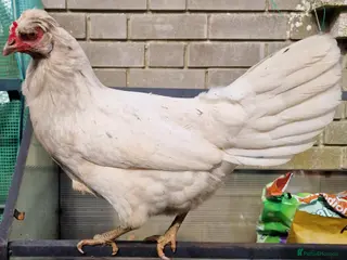 Chickens poultry Hybrid Blue Sapphire Chicken Female - Advert 8