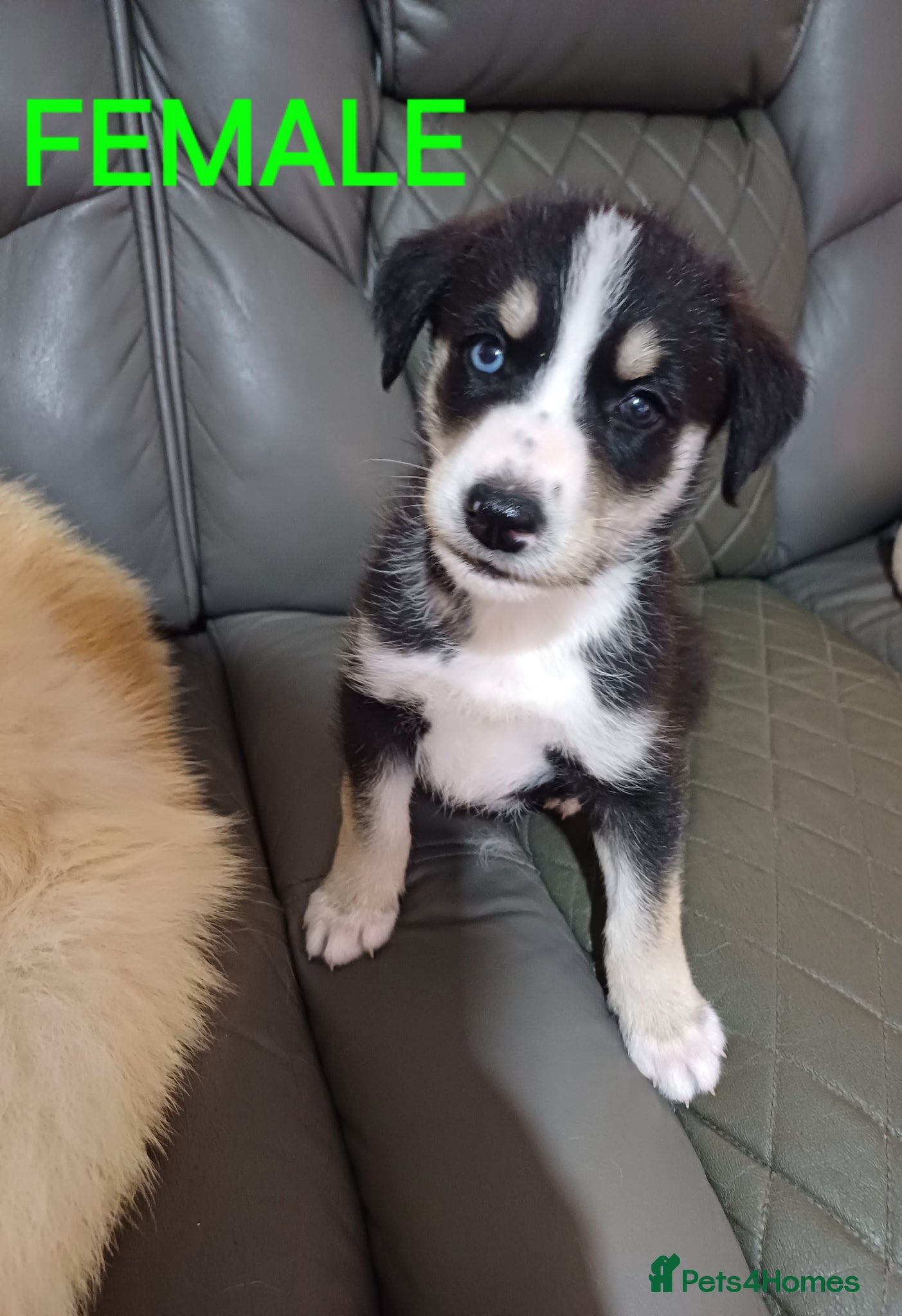 Mixed Breed dogs Huskypoos  - Advert 3