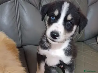 Mixed Breed dogs **Stunning Huskydoodles** - Advert 1