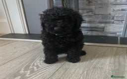Miniature Poodle dogs for sale: Beautiful miniature poodles  - Advert 11