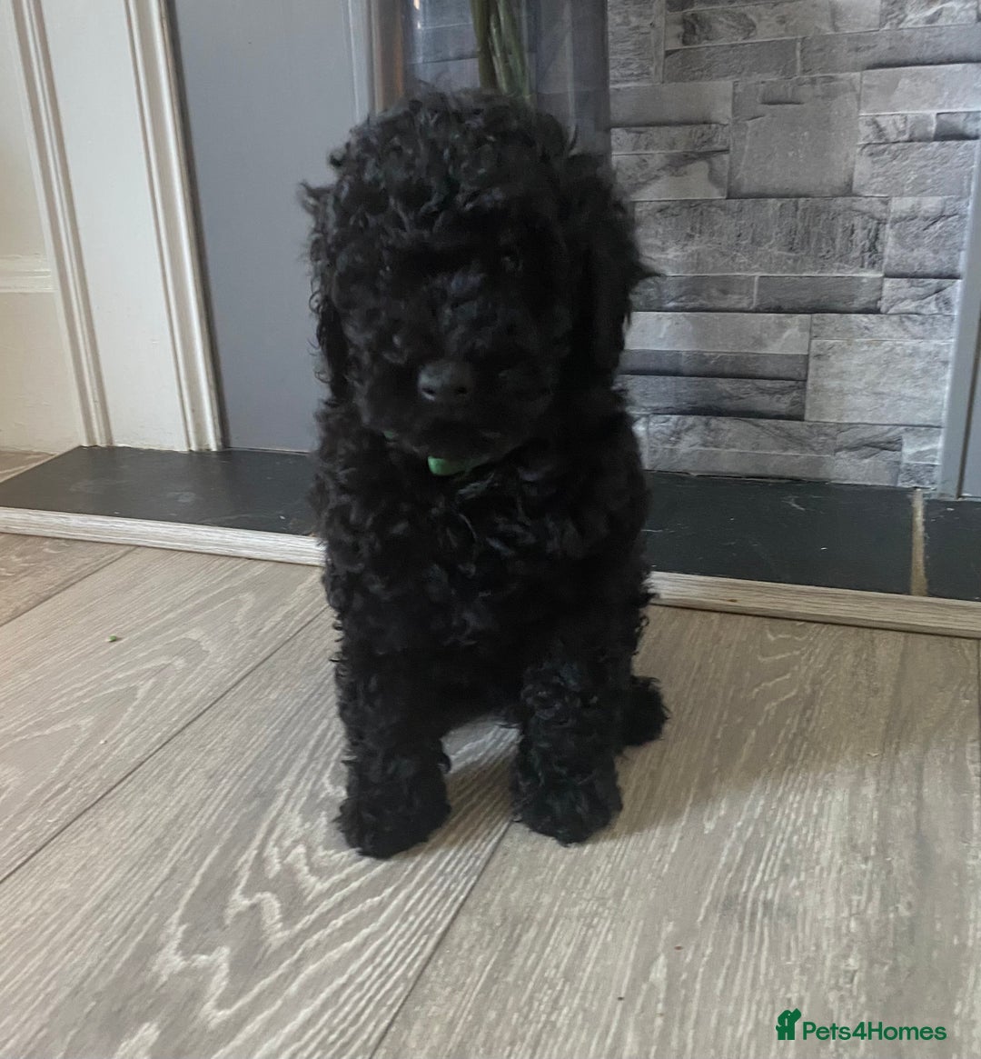 Miniature Poodle dogs for sale: Beautiful miniature poodles  - Advert 11
