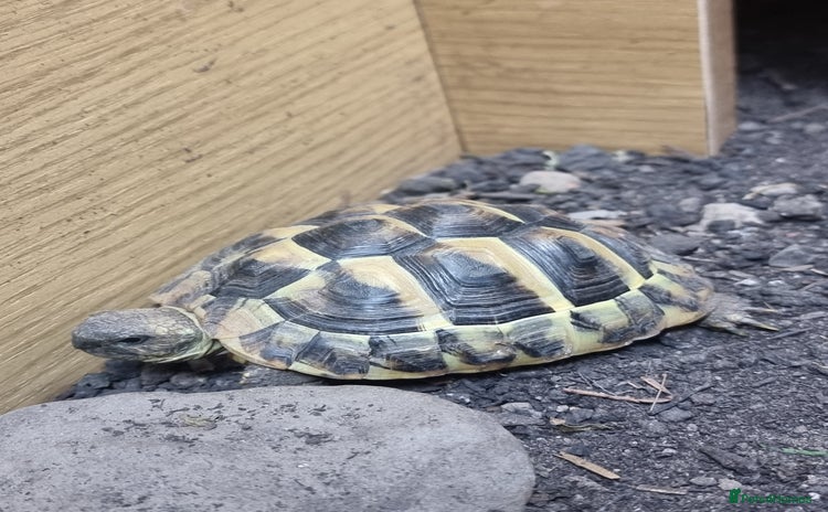 Hermann Tortoise reptiles - Advert 1