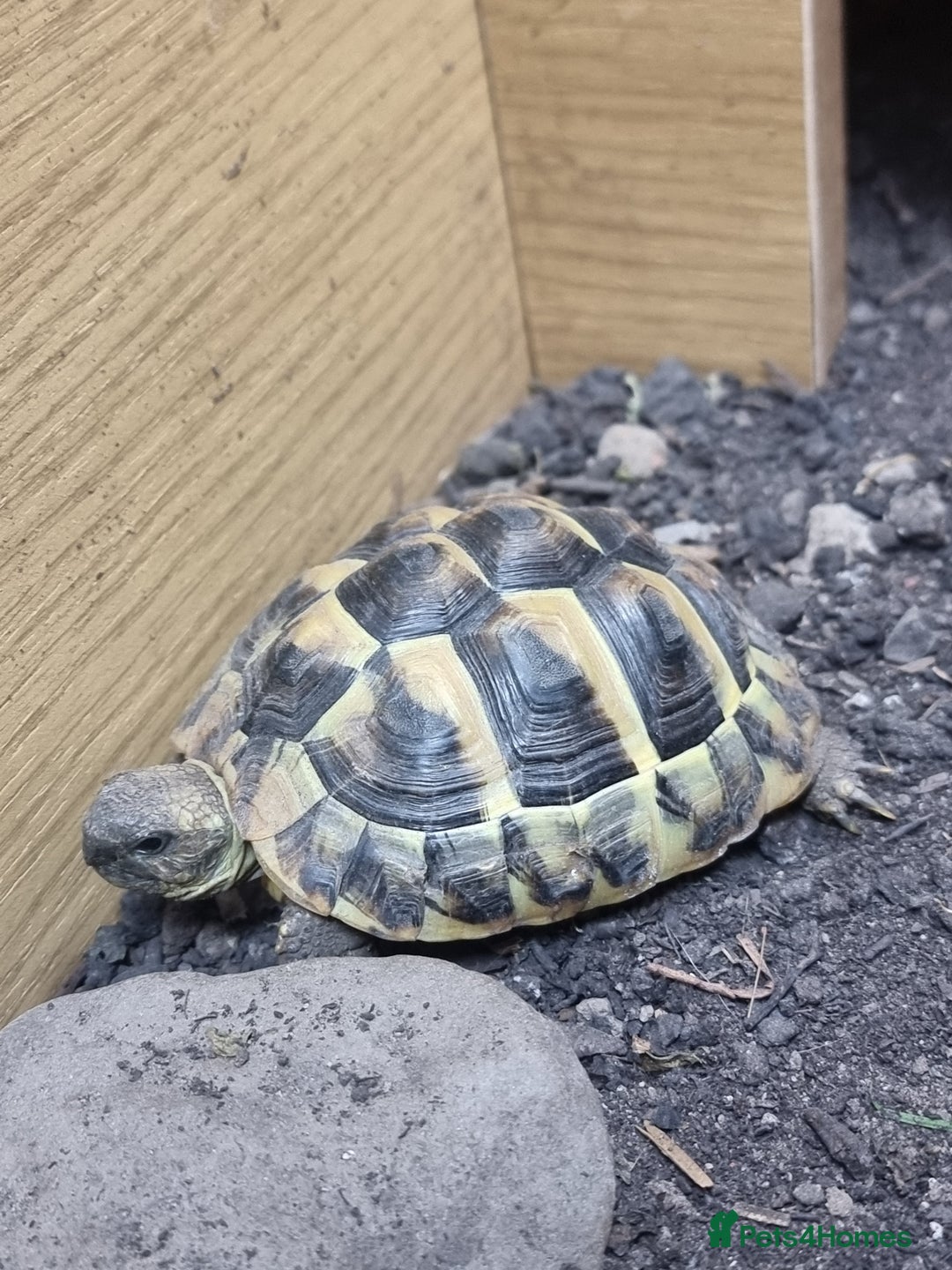 Hermann Tortoise reptiles for sale: Herman Tortoise and set up - Image 1