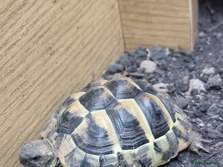 Hermann Tortoise reptiles - Advert 16