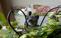 Scottish Fold cats for sale: Scottish fold and straight ear kittens in Harrow - Image 6