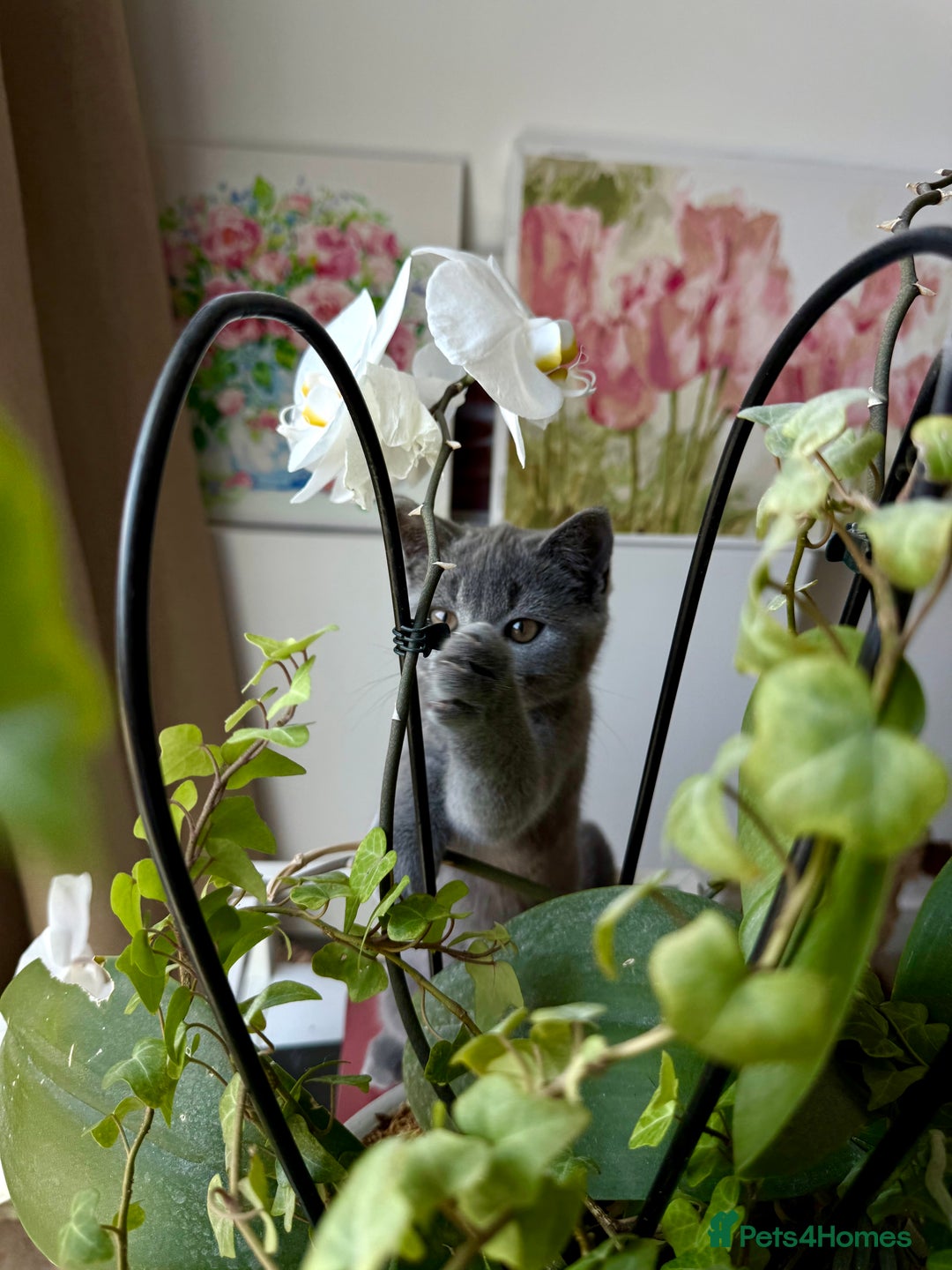 Scottish Fold cats for sale: Scottish fold and straight ear kittens in Harrow - Image 6