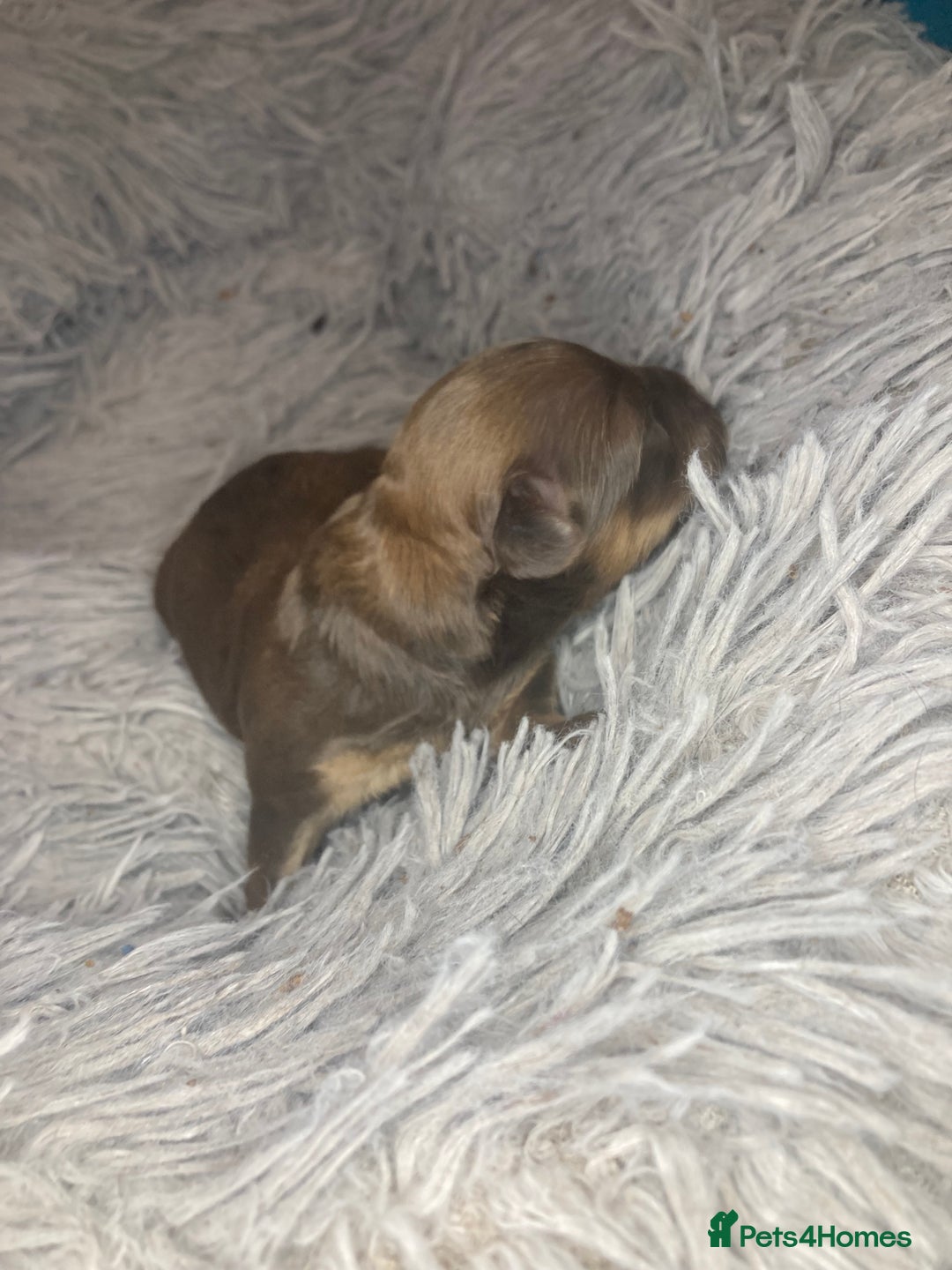 Shihpoo dogs for sale: Read the advert 5 star rated Toy shihpoo puppies - Image 17