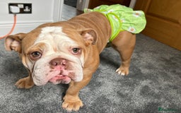 English Bulldog dogs for sale: English bulldog puppies  - Advert 15