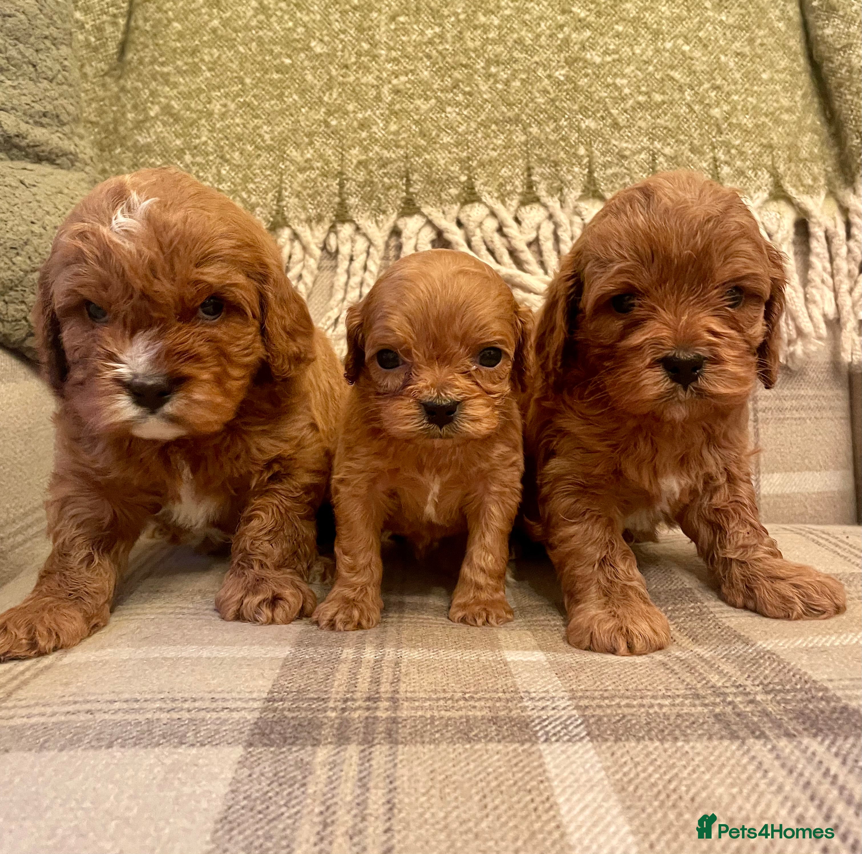 Cavapoo dogs Stunning Deep Red Health Tested F1 Cavapoos - Advert 15