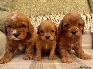 Cavapoo dogs Stunning Deep Red Health Tested F1 Cavapoos - Advert 15