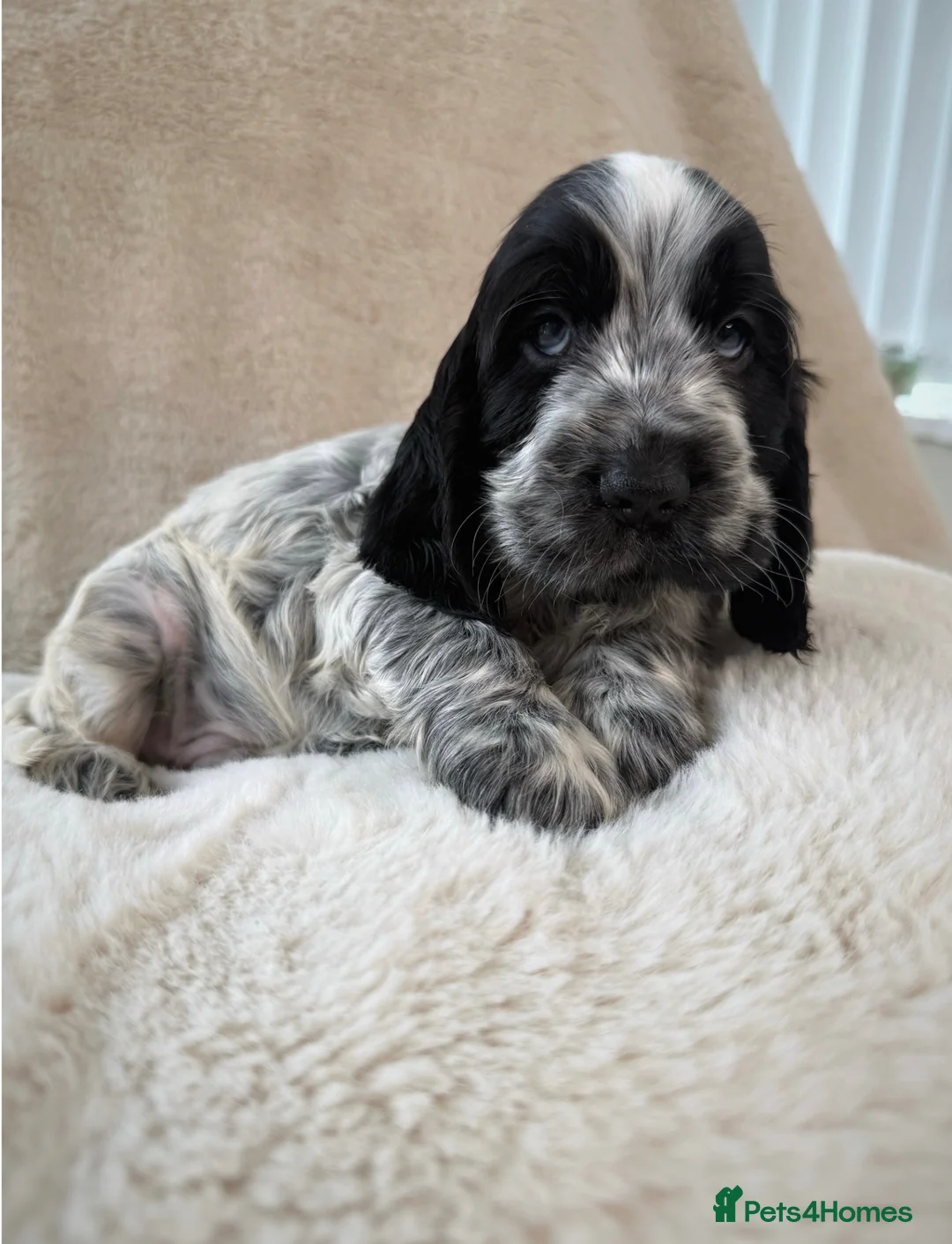 Cocker Spaniel dogs for sale: Top Quality KC Show Cocker Spaniel Puppies  - Advert 2