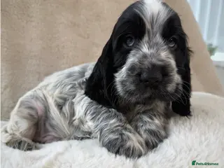 Cocker Spaniel dogs Top Quality KC Show Cocker Spaniel Puppies - Advert 5