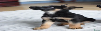 German Shepherd Puppy 7