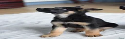German Shepherd dogs for sale: Shorthaired German Shepherd  - Advert 29
