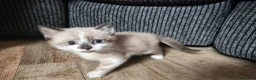 Mixed Breed cats for sale: 2 beautiful kittens  - Advert 8