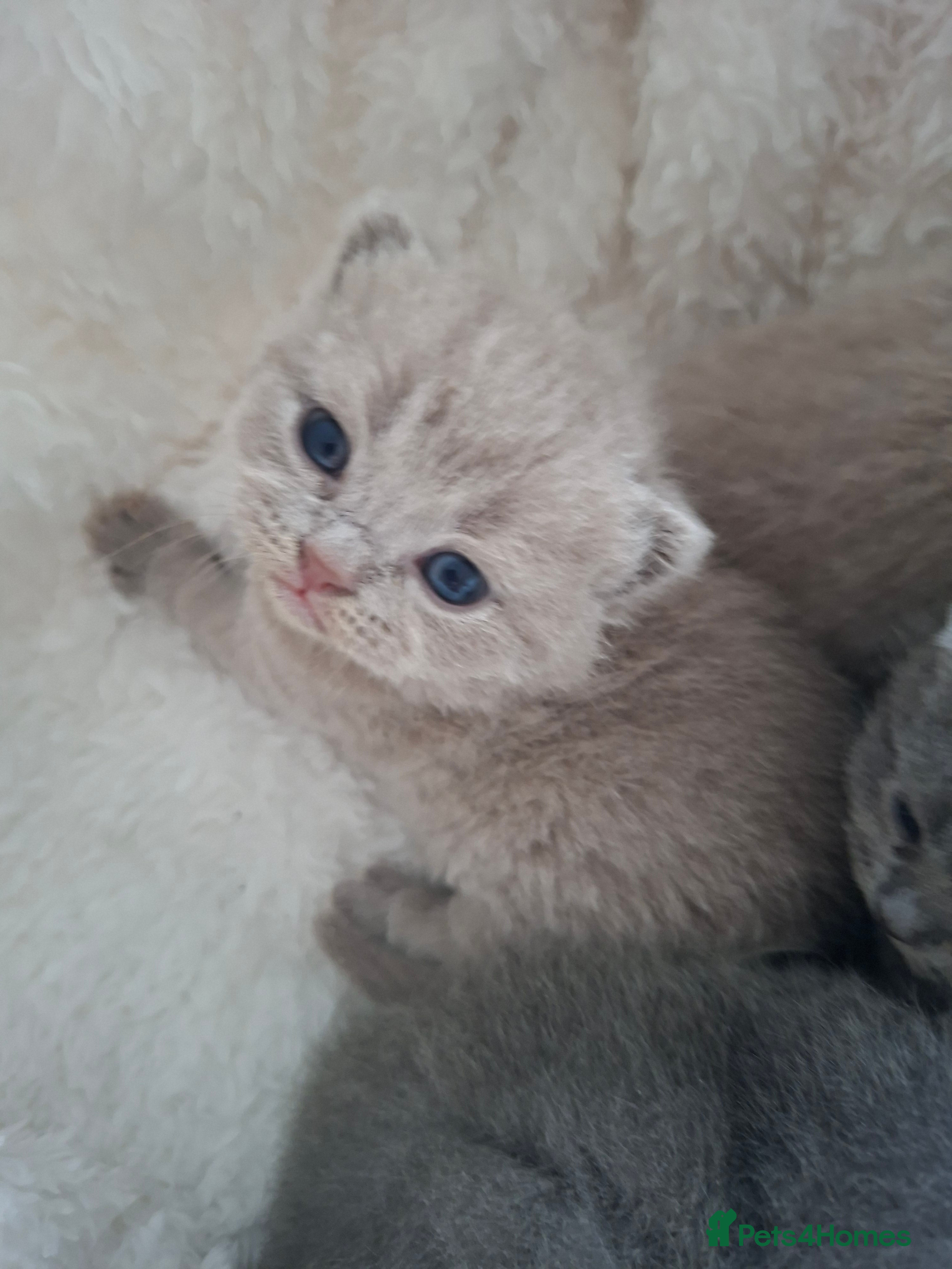 British Shorthair cats GCCF registered BSH kittens  - Advert 4