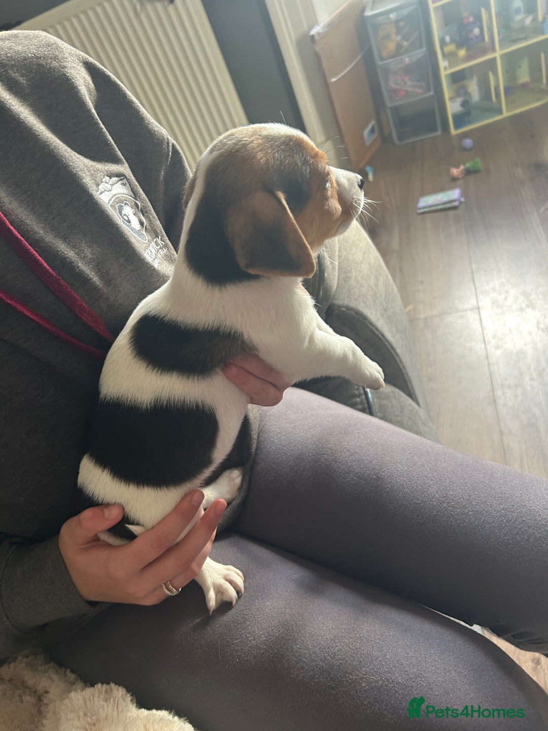 Jack Russell dogs for sale: Jack Russell pups  - Image 11