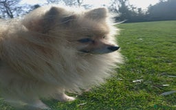 Pomeranian dogs for stud: Pomeranian Stud - Image 3