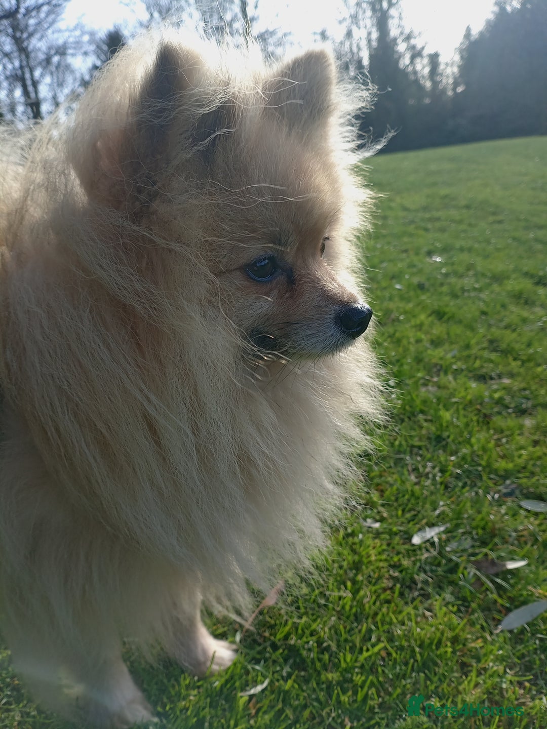 Pomeranian dogs for stud: Pomeranian Stud - Image 3