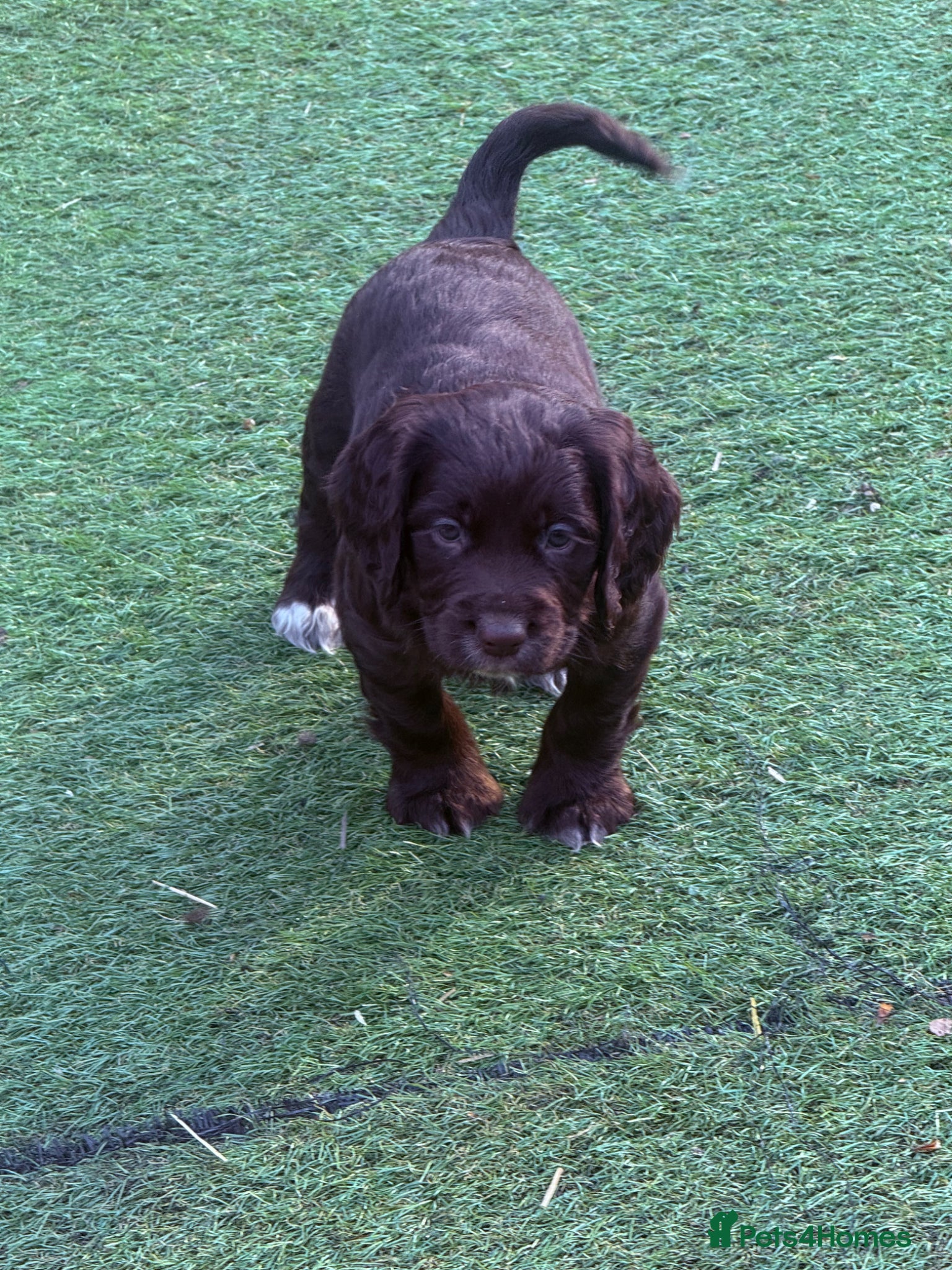 Cocker Spaniel dogs Stunning dna tested cocker spaniels  - Advert 2
