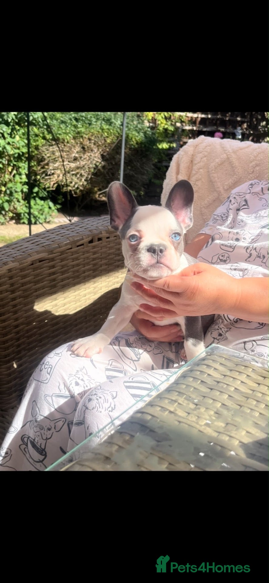 French Bulldog dogs 🩵QUALITY MALE FRENCH BULLDOG PUPS READY 🩵  - Advert 16