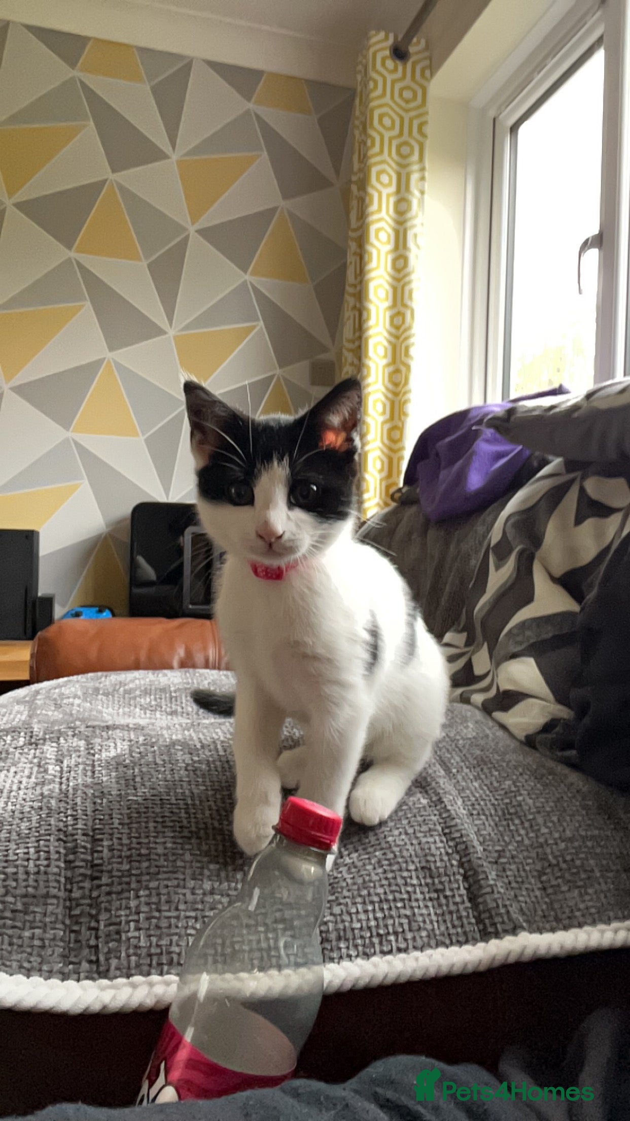 Mixed Breed cats Female cat for sale - Advert 3