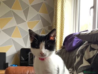Mixed Breed cats Female cat for sale - Advert 3