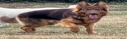 German Shepherd dogs for stud: PROVEN MASSIVE LIVER AND TAN GERMAN SHEPHERD STUD! in Romford - Advert 3