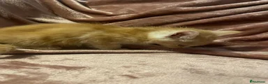 Mixed Breed 1