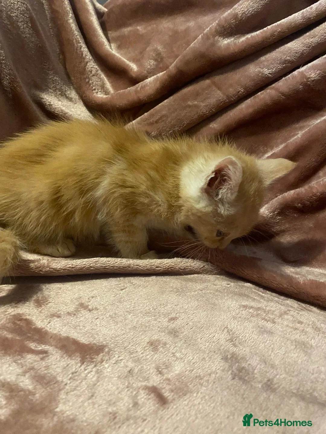Mixed Breed cats for sale: Mainecoon cross kittens - Advert 2