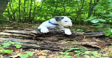 Bull Terrier dogs - Advert 15
