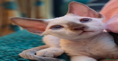Devon Rex cats - Advert 3