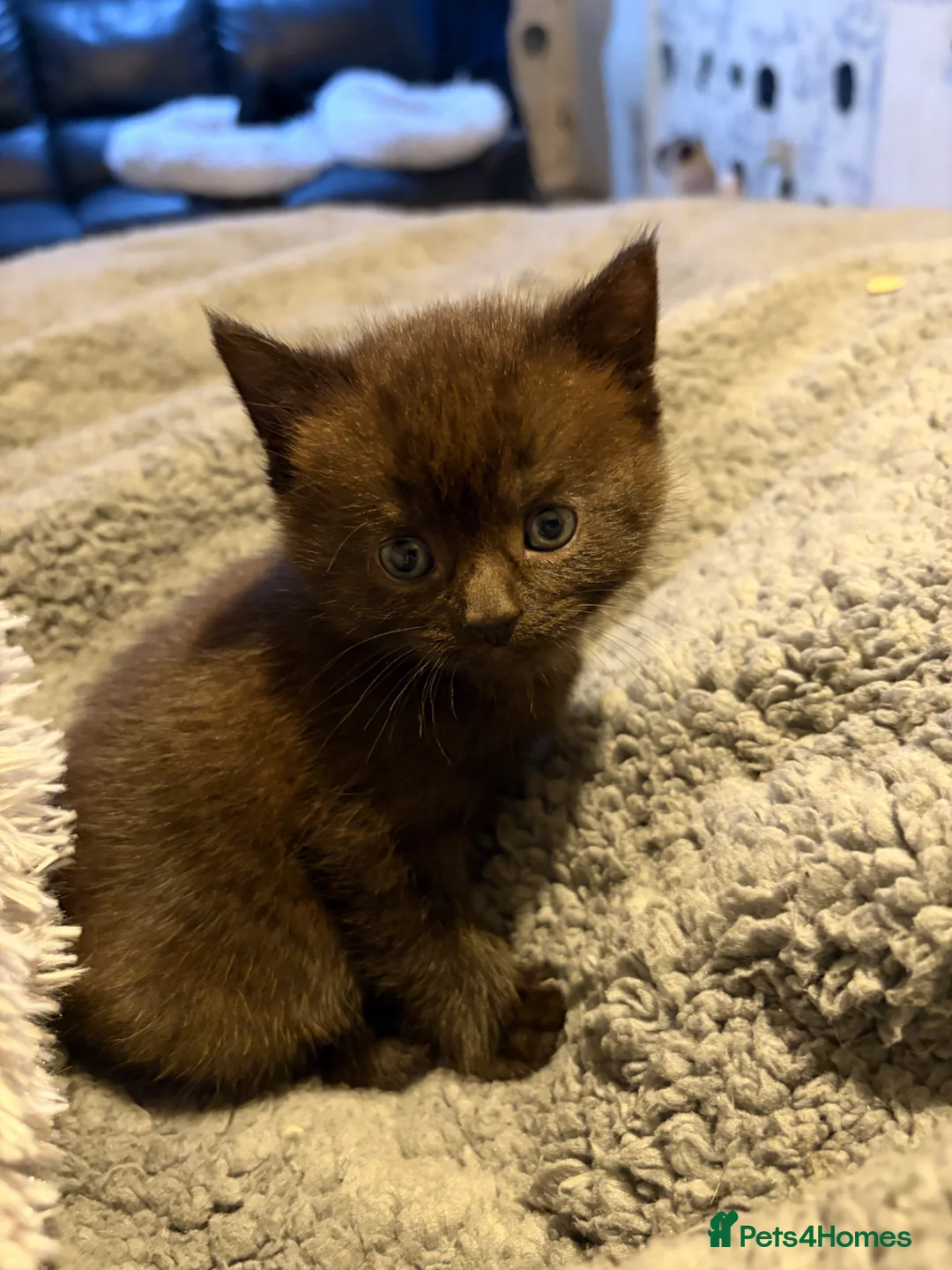 British Shorthair cats for sale: Beautiful BSH kittens  - Advert 5